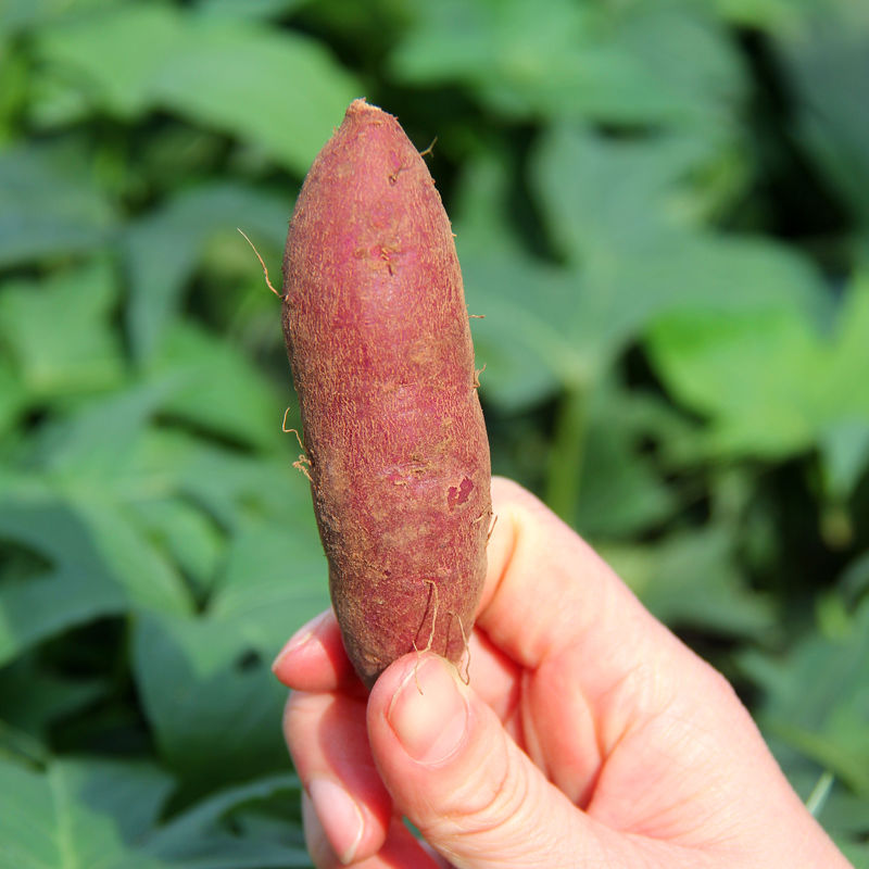 现挖现发新鲜蔬菜紫薯农家自种软糯板栗红番薯山芋地瓜紫心红蜜薯 紫薯小果 带箱10斤