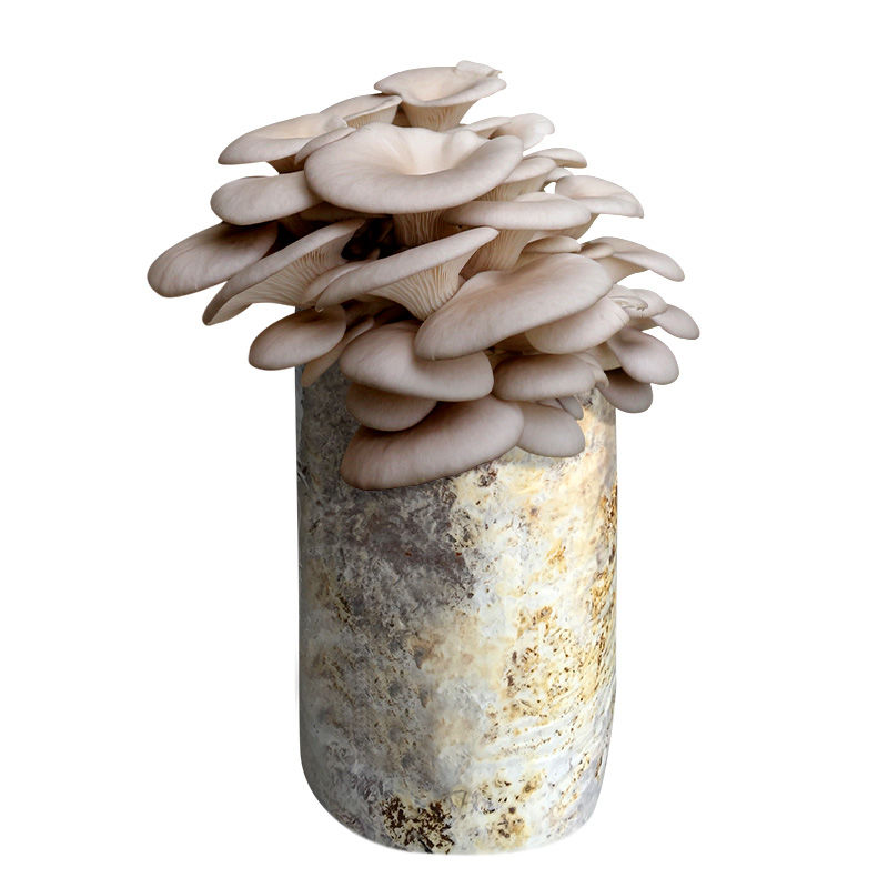 三包装蘑菇菌包食用菌种阳台多肉植物盆栽平菇金针菇秀珍菇G 夏