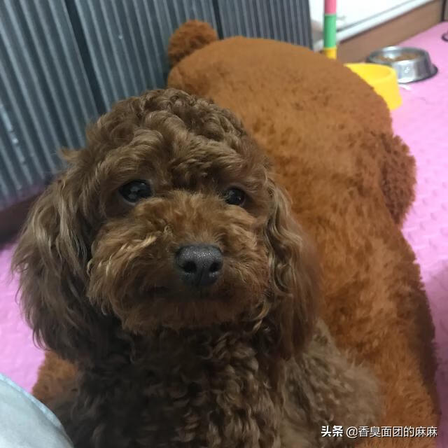 怎么养狗