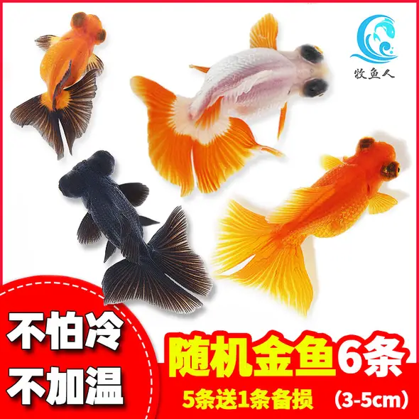 京尔宠物用品专营店