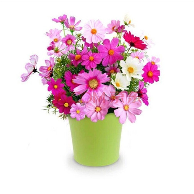 活阳台盆栽绿植花草四季可播庭院种植花卉 混色波斯菊200粒懒人盆套装