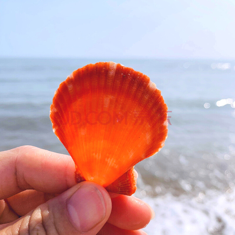 扇形贝 彩色贝壳 彩贝天然海螺小贝壳装贝壳墙贴地台婚庆装饰画sn7959