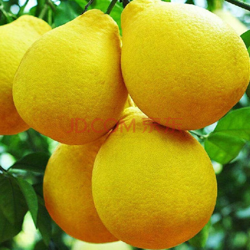 正宗梅州金柚纯甜沙田柚小柚子10斤冰糖沙田柚新鲜水果 2个装4-5斤