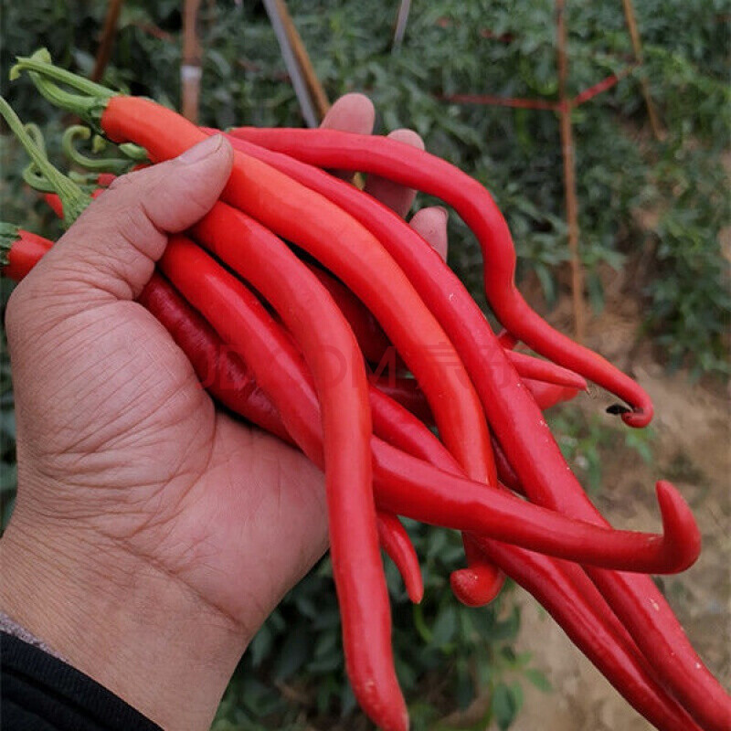 花明月8819线椒种子长辣椒肉厚辣味较强抗病高产庭院春四季易种蔬菜