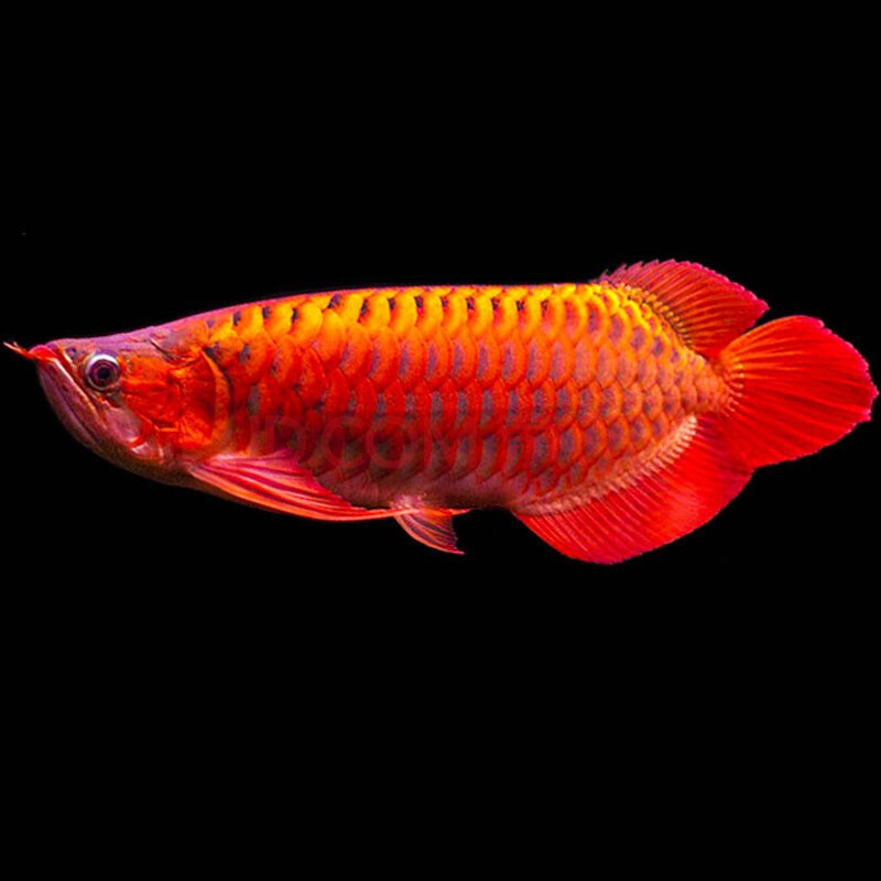 红龙鱼超血红龙苗金龙鱼活鱼小龙鱼苗热带观赏鱼 新加坡红龙14-16厘米