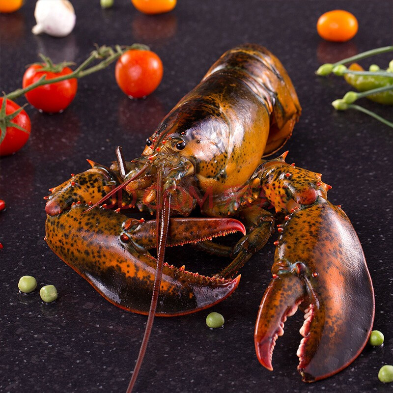 寰球渔市 新鲜波士顿 龙虾大龙虾特大波龙海鲜生冻 水产冻虾 500-600g