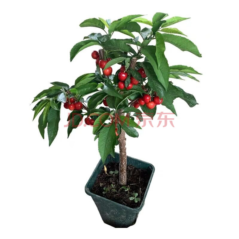 樱桃盆栽【留言品种】 十五年【庭院种植】