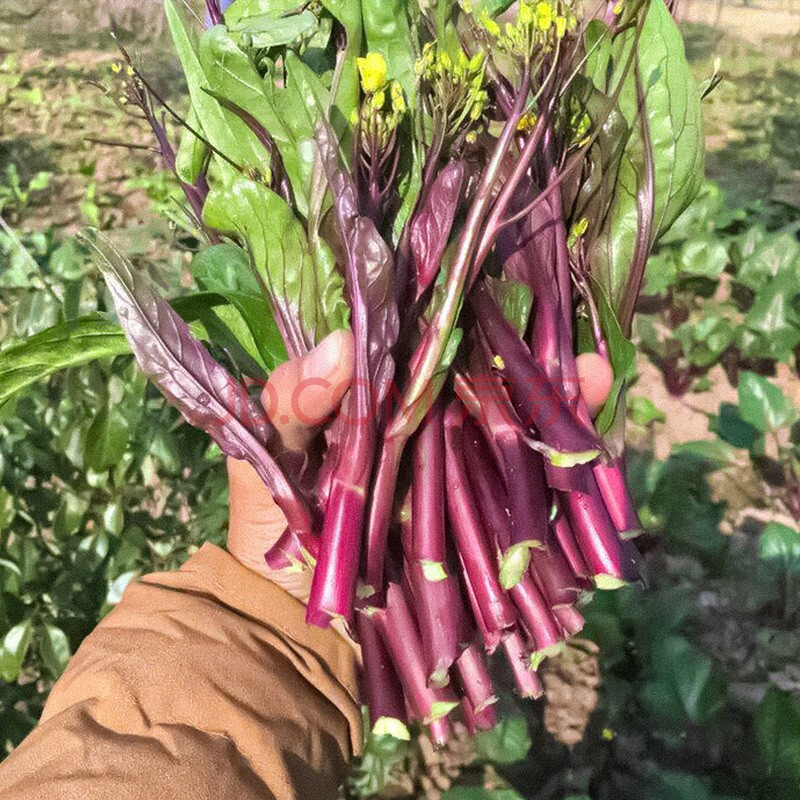 夏秋季播种菜种籽四季蔬菜菜子种植疏莱家庭种植菜籽种孑 红菜苔种子