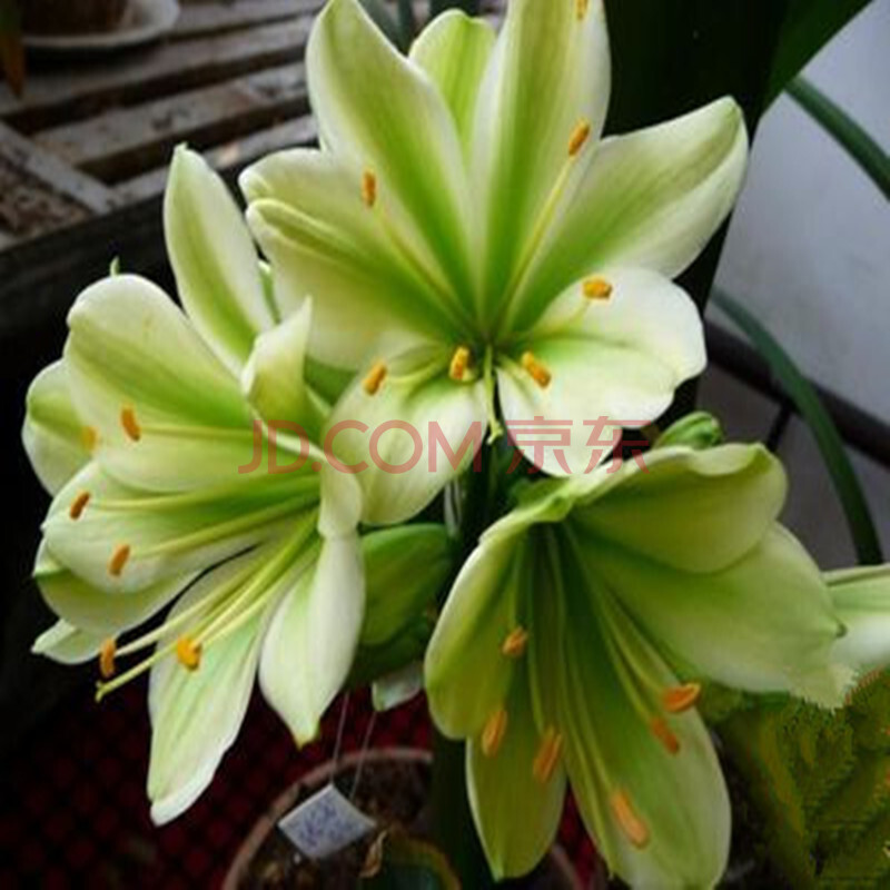 花姬东北长春国兰高兰质精品绿花君子兰平尾绿多瓣