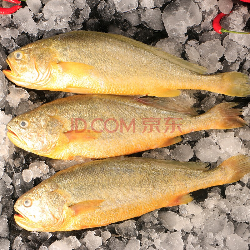 星仔岛 新鲜大黄花鱼鲜活大黄鱼新鲜冷冻整箱黄鱼海鱼海鲜水产带冰