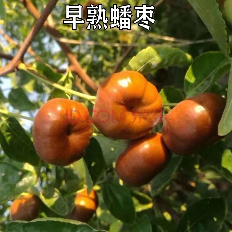 沾化冬枣苗 新疆大枣苗当年结果南方北方果树苗木嫁接大枣树苗 大蟠枣