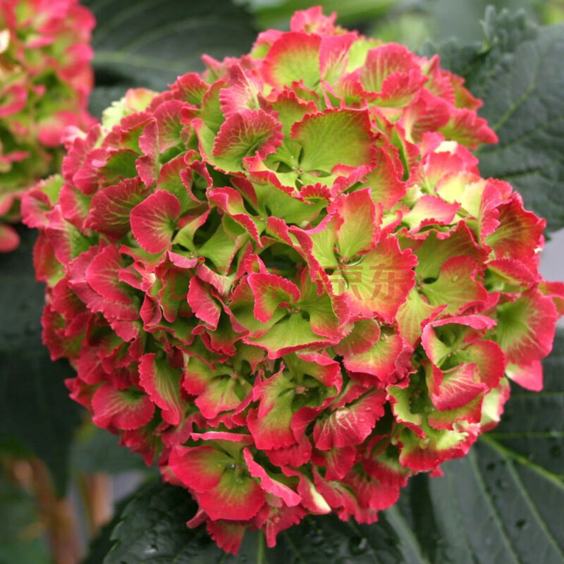 大花绣球多年生木本开花植物花期长室内庭院阳台花开爆盆 魔幻精灵