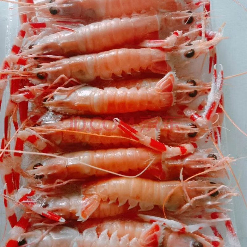 新鲜海鳌虾刺身舟山深海小龙虾海捕鳌虾海鲜非新兰鳌虾
