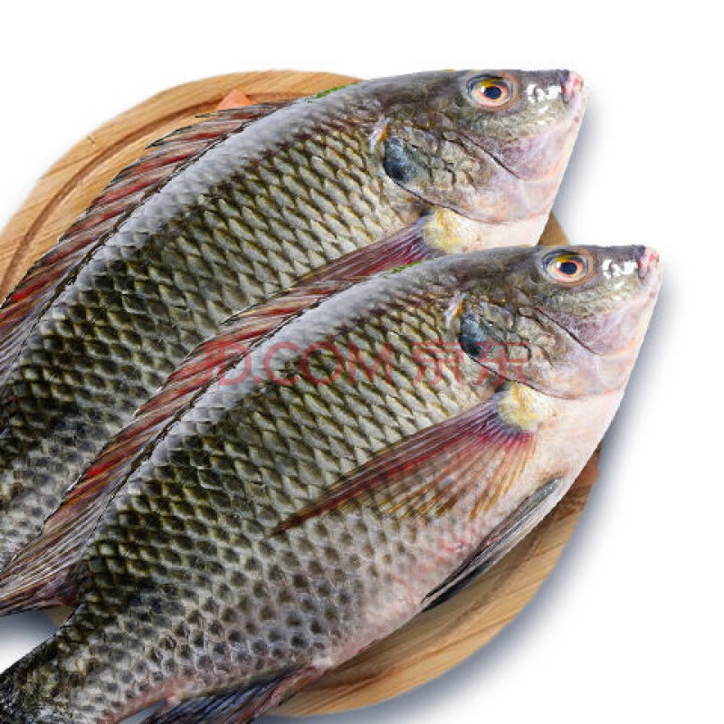 现杀海鲜淡水活罗非鱼福寿鱼天然养殖新鲜水产冷冻链腌制烧烤 罗非鱼