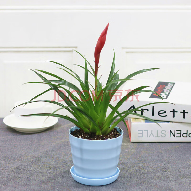 鸿运当头招财手空气凤梨铁兰花盆栽室内花卉绿植四季室内桌面植物
