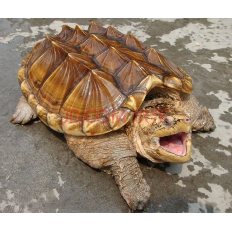 黄壳大型鳄龟活体观赏乌龟杂佛龟壳钓鱼龟 4