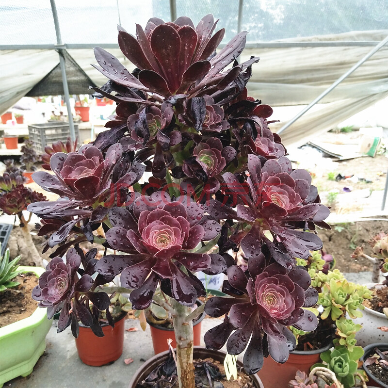 铜壶法师 法师老桩系列 黑法师铜壶玫瑰 紫羊绒万圣节玫瑰 法师多肉