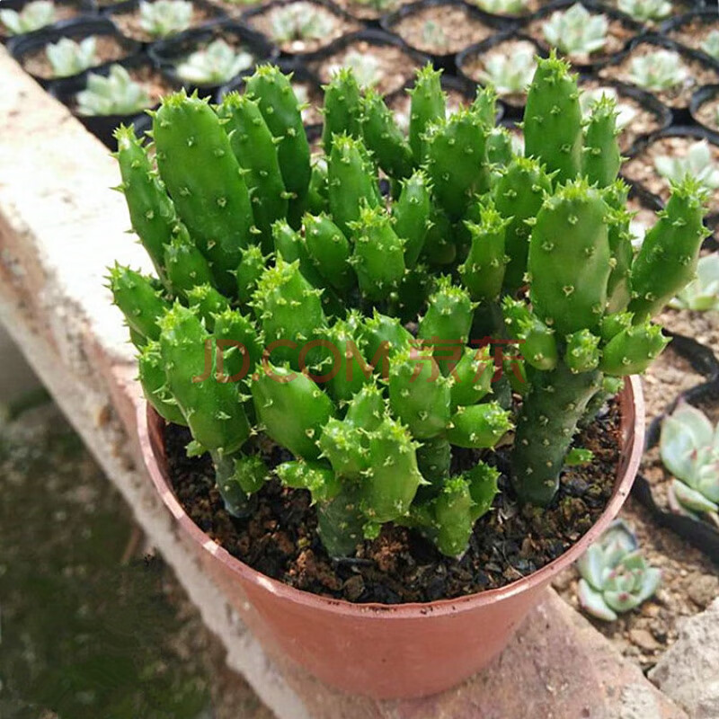 仙人掌类千佛室内阳台绿植花卉仙人掌类千佛手多肉植物千手观音盆栽