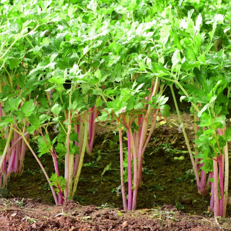 紫根芹菜5g 复合肥1包