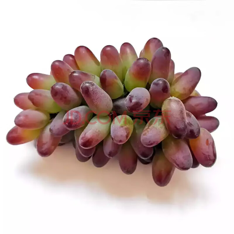 茉莉香葡萄应季新鲜水果郁金香提子3斤非无籽玫瑰香红提