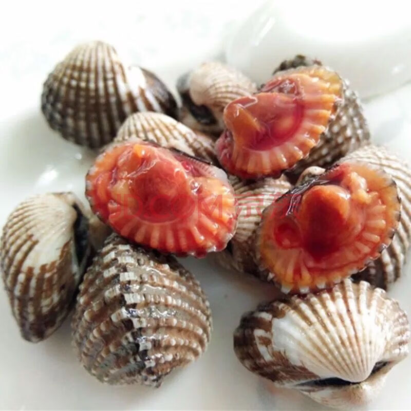 鲜蚶银蚶蚶海鲜水产生鲜贝类泥蚶酒店批发 5斤装 60粒/斤