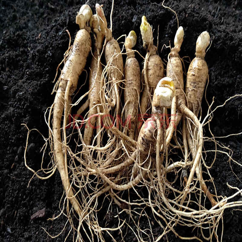 姜南鲜人参 带土新鲜人参 人参苗盆栽种植 3年苗 苗