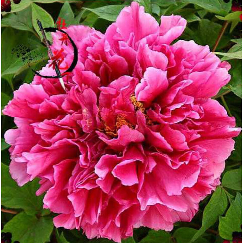 正宗洛阳牡丹花重瓣多层大花观赏牡丹盆栽牡丹牡丹花王 花王5-8枝条 7