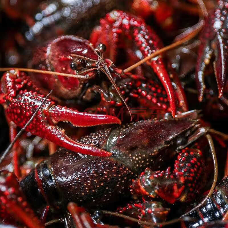 1斤3斤5斤小龙虾鲜活龙虾活体新鲜饭店大排档麻辣龙虾清水小龙虾 456