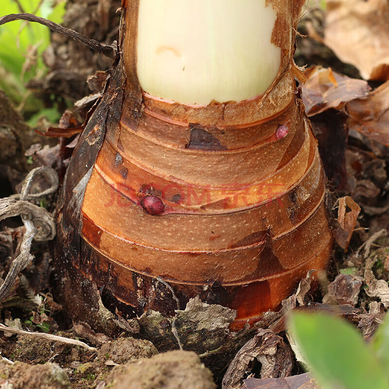 (约5斤)福建莆田特产仙游 新鲜香芋头 芋艿