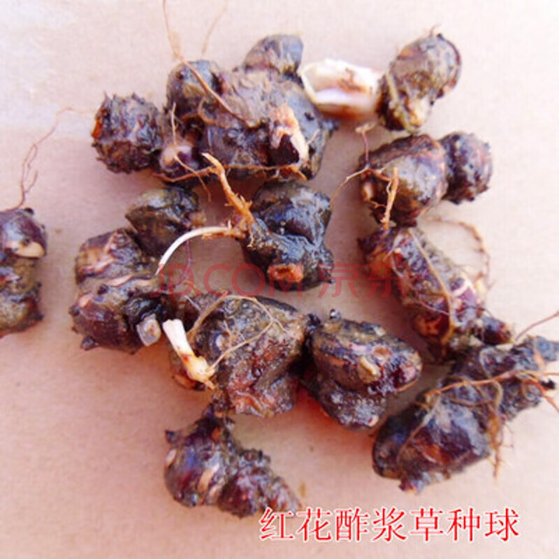 波思菊种子 种子波思菊红三叶草三叶草红花酢浆草种子多年生地被矮生