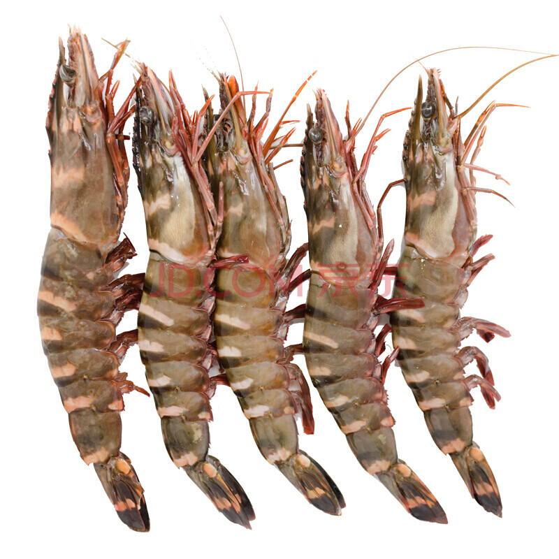 棠鲜生新鲜黑虎虾 大虾基围虾对九节虾 生鲜 1kg