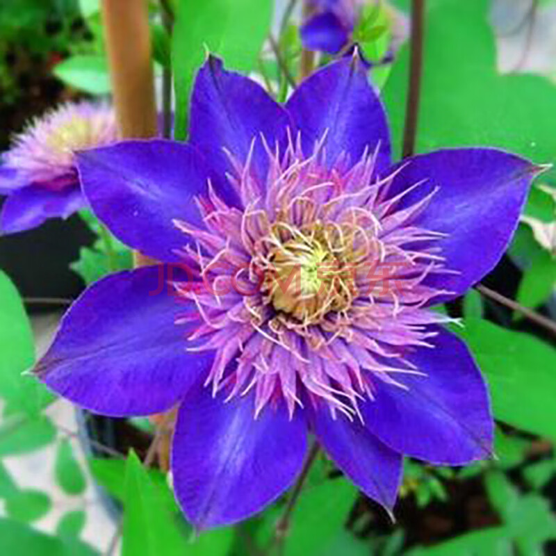 铁线莲庭院阳台盆栽地栽爬藤植物花苗大苗攀援花卉观花植物 卡娜瓦 三