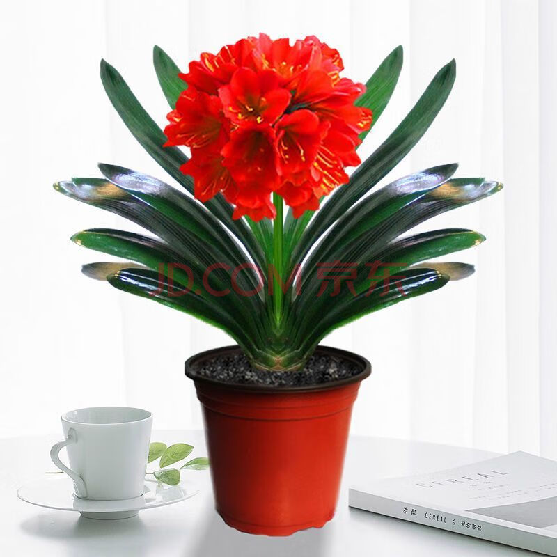 植物兰花苗精品君子兰大苗花卉君子兰苗 (经典元帅红) 肥 土 生根粉