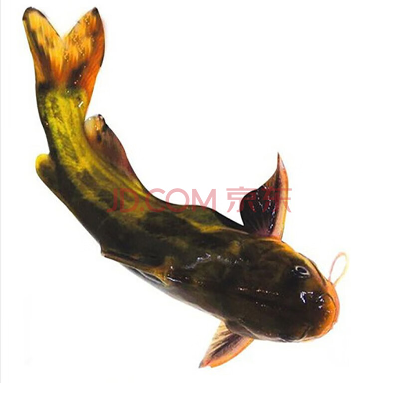 大道公【顺丰】微山湖活鱼现杀 鲜活铬鱼 新鲜黄骨鱼 黄颡鱼 黄桑昂刺