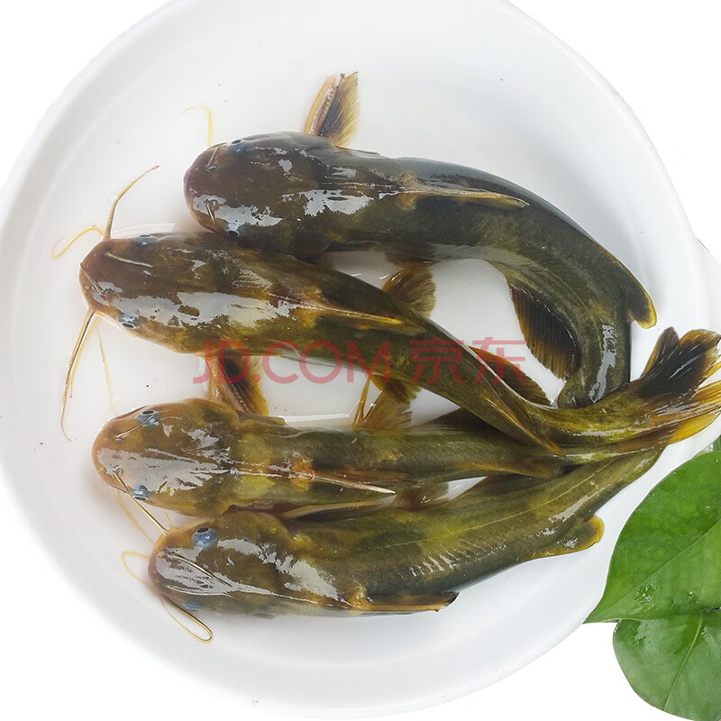 清水黄辣丁野生昂刺鱼黄骨鱼汪拉丁新鲜淡水鱼肉质嫩500g