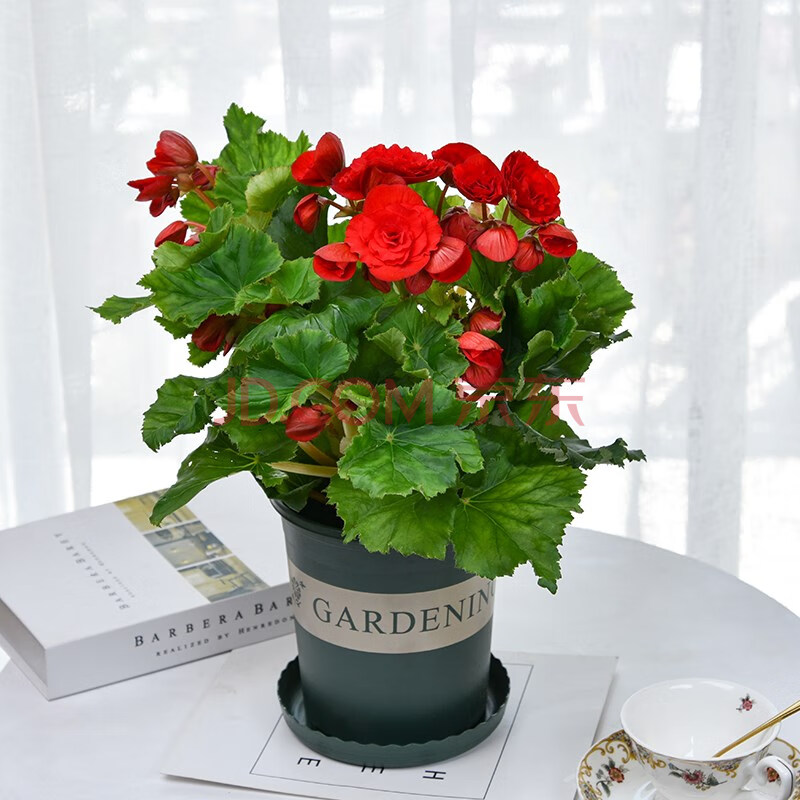 玻璃海棠花的养殖方法(玻璃海棠花的养殖方法?