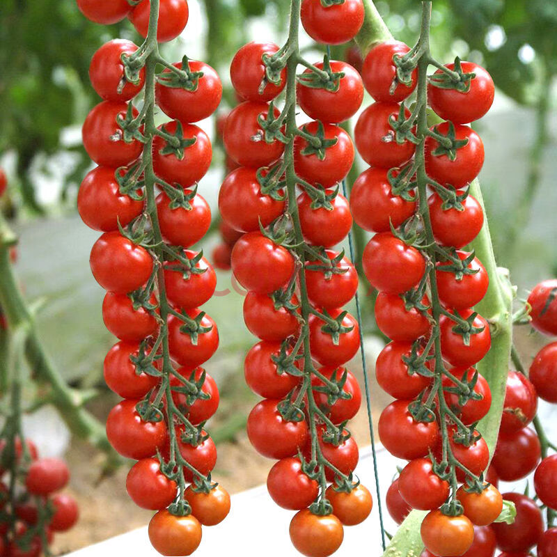 番茄种子纵切面结构图图片