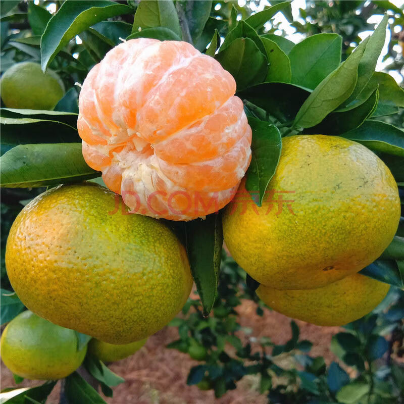 沃柑和丑桔哪个好吃一些(沃柑和丑橘)