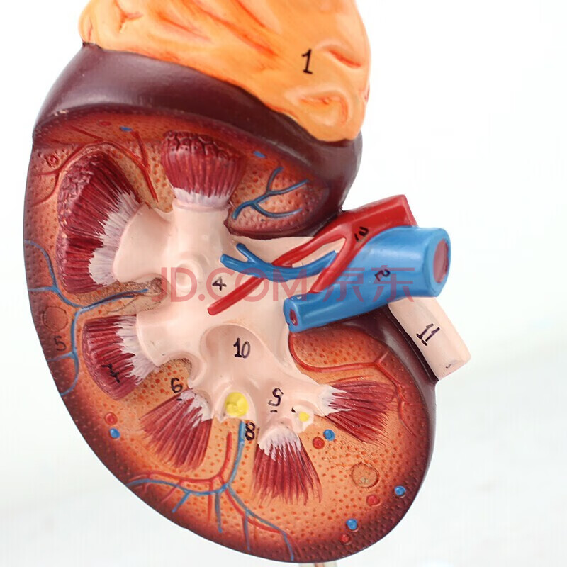 颐诺enovo医学人体肾脏解剖模型肾模型医学泌尿科解剖系统用模型透析