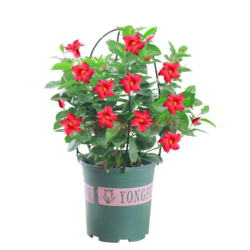 万里飘香藤′室内花盆栽客厅四季开花阳台花卉植物带花苞花苗攀爬