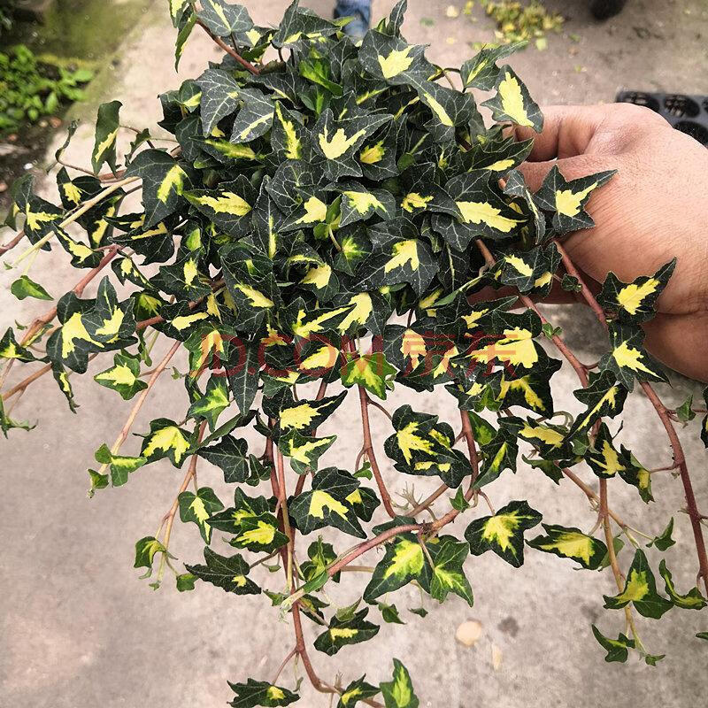 花叶蔓金边常春藤黄金花叶蔓垂吊雪莹耐热耐寒四季常青室内 常春藤金