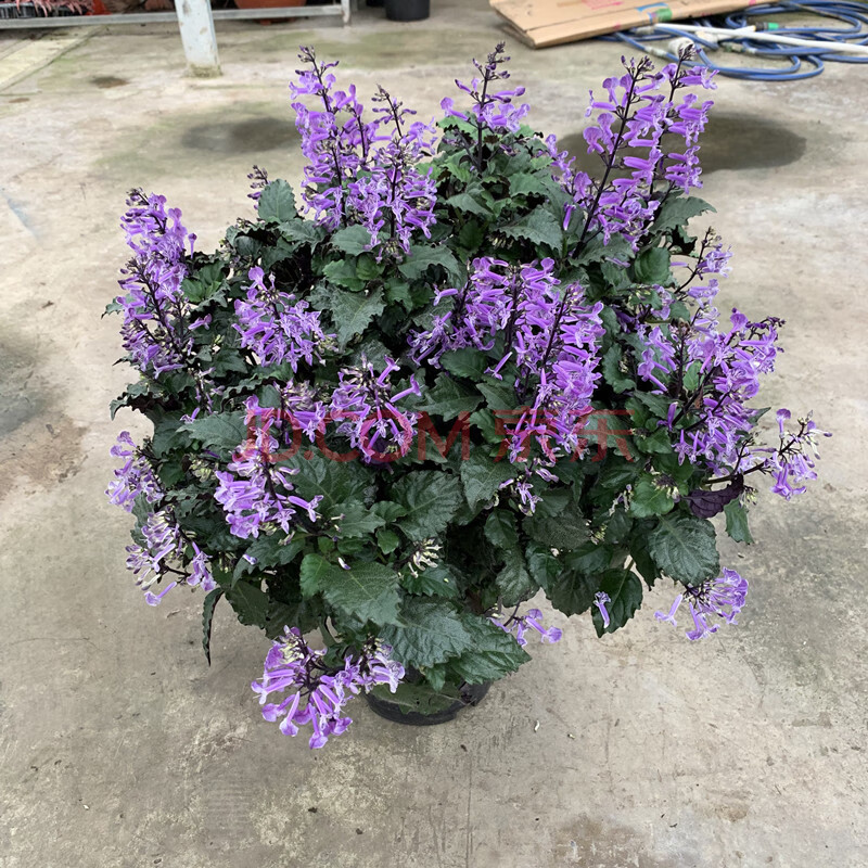 特丽莎香茶菜盆栽 莫奈熏衣草吸毒草普罗旺斯薰衣草带花 特丽莎大盆