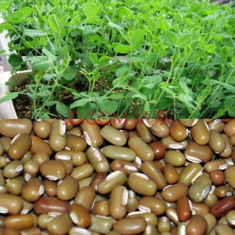 芽苗菜种子无土栽培水培蔬菜种仔空心菜豌豆松柳油葵豆芽菜种籽 爬豆