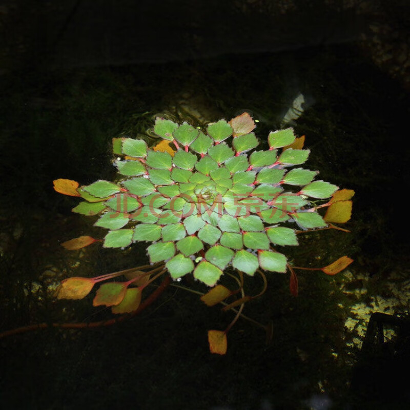 魚缸浮萍水草活體水生植物浮性除no3淨化水質微景觀水族箱滿 水上煙花