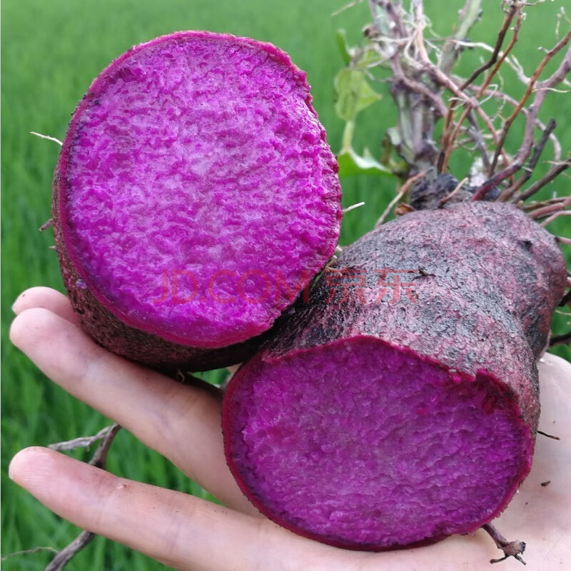 紫山药 新鲜农家蔬菜现挖紫淮山脚板薯毛大薯 2500g