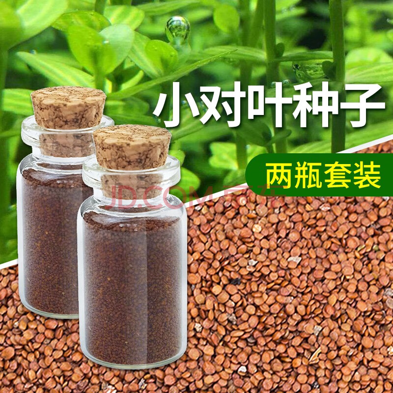 牛毛草迷你小对叶种子 迷你小对叶种子2瓶套装【可种约20*20