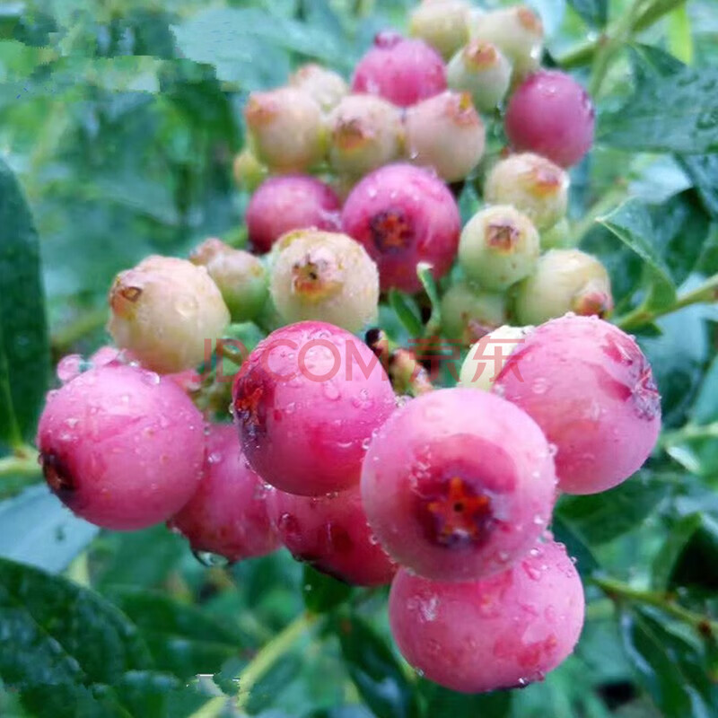 蓝莓苗蓝莓树苗盆栽地栽蓝梅树当年结果奥尼尔蓝莓南方北方果兔眼蓝莓