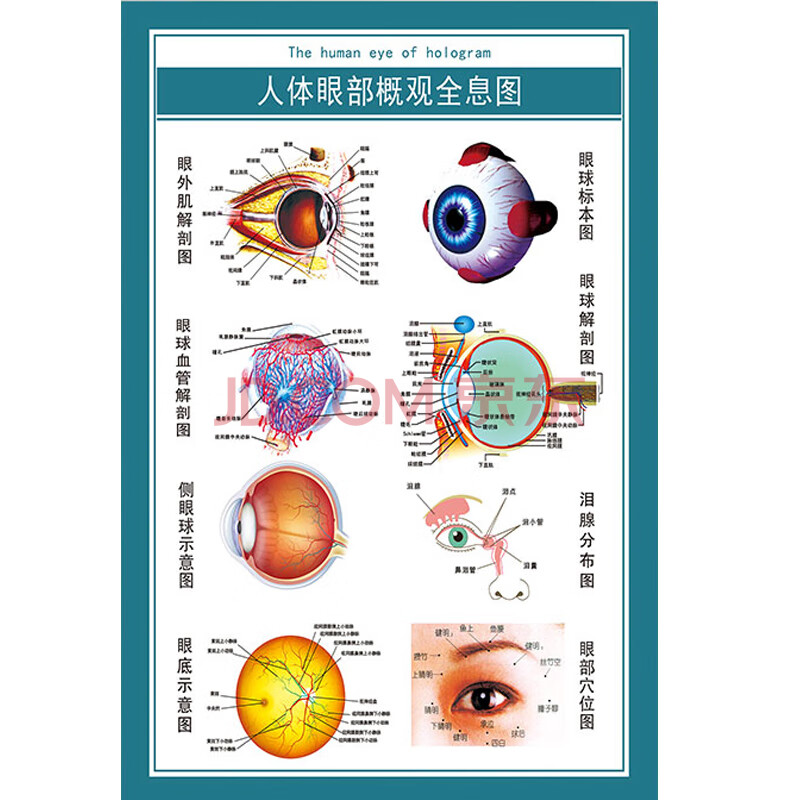 【新年快乐】眼睛眼球结构图眼球解剖图剖面图海报视力
