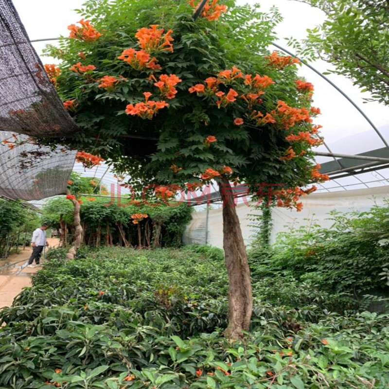 藤蔓花卉宜栽于庭园观花植物攀援花卉庭院楼顶阳台凌霄老桩 凌霄盆景