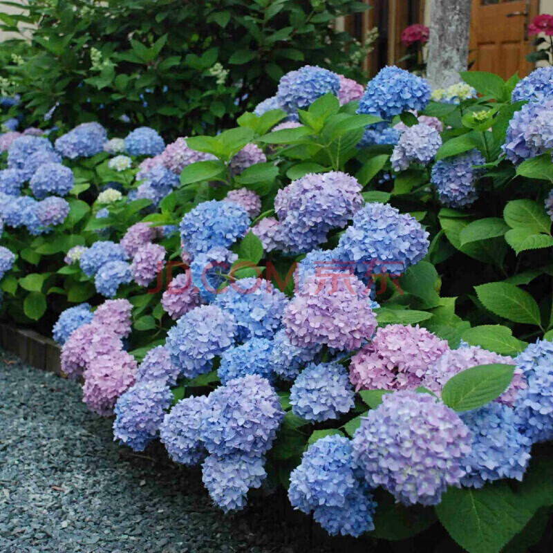 逍遙栽花卉綠植幸運花八仙繡球花苗繡球花八仙花無盡夏木本繡球爬藤